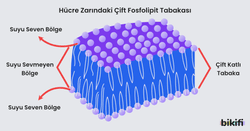 Hücre zarındaki çift fosfolipit tabaka