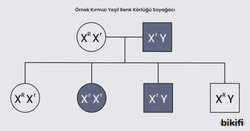 Kırmızı yeşil renk körlüğü örnek soyağacı gösterimi