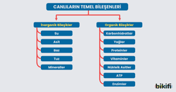 Canlıların temel bileşenlerinin sınıflandırılması