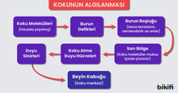 Kokunun Algılanması