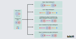Moleküller Arası Etkileşim çeşitlerini gösteren grafik 
