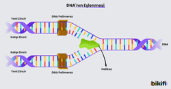 DNA'nın Eşlenmesi