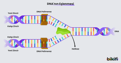 DNA'nın Eşlenmesi