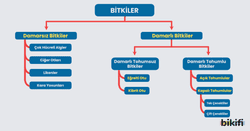 Bitkilerin sınıflandırılması