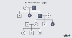 Hemofili kalıtımı soyağacı örneği
