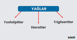 Yağların (lipitlerin) sınıflandırılması