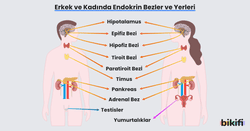 Erkek ve kadında endokrin bezler ve bu bezlerin vücuttaki yerleri