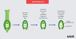 Bitkilerde çift döllenme olayı
