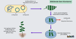 Bitkilerde Gen Klonlanma