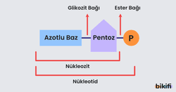 Nükleotidin yapısını oluşturan ögeler ve nükleozit kavramı