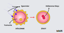 eşeyli üremede döllenme olayı