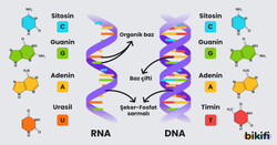 rna ve dna karşılaştırması