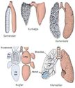 Akciğer Solunumu
