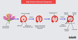 Dişi Üreme Hücresi Oluşumu