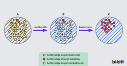 Antibiyotiğe duyarlı bakterilerin evrimleşme süreci