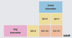 İnsanda Erkek ve Dişi Gametler