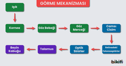 Görme Mekanizması