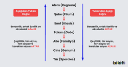 Günümüzde kullanılan bilimsel sınıflandırmada aşağıdan yukarıya ve yukarıdan aşağıya gidildikçe değişen özellikler