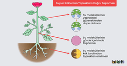 Bitkilerde Su ve Mineral Taşınması