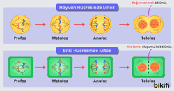 Bitki ve hayvan hücresinde mitoz bölünme
