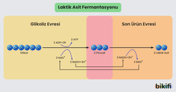 Laktik Asit Fermantasyonu