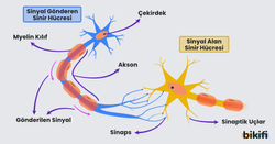 Sinir hücresinde sinapslar ve sinaptik uçlar