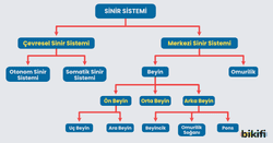 İnsanda Sinir Sisteminin sınıflandırılması
