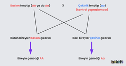 Kontrol Çaprazlaması