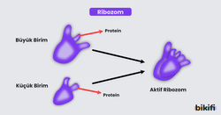 Aktif Ribozomu oluşturan yapılar 