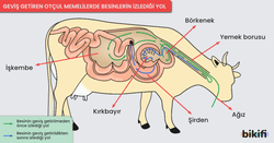 Geviş geitren otçul memelilerde besinlerin izlediği yol