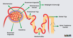Proksimal Tüp, malpighi cisimciği ve distral tüp