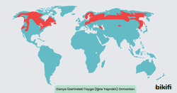 Tayga (İğne Yapraklı) Ormanlarının dünya üzerindeki dağılımı