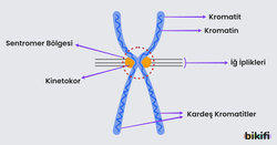 DNA üzerinde bulunan kromatit, kromatin, kinetokor, kardeş kormatitler, sentromer bölgesi ve iğ iplikleri