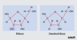 Riboz Deoksiriboz Açık Formül