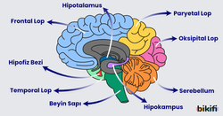Beyin ve beynin kısımları