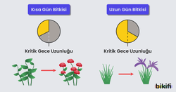 Kritik gün uzunluğuna göre kısa gün ve uzun gün bitkisinin çiçeklenmesi
