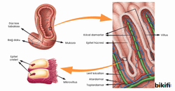 Emilim ve Taşınma Süreci
