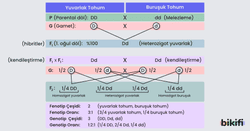 Monohibrit Çaprazlama Sırasında atasal (P) döl, F1 dölü ve F2 dölü 