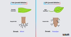 tek ve çift çenekli bitkilerin özellikleri