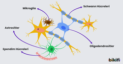 Glia Hücreleri