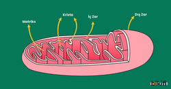 Mitokondrinin yapısı dıştan içe doğru: Dış zar, iç zar, krista, matriks
