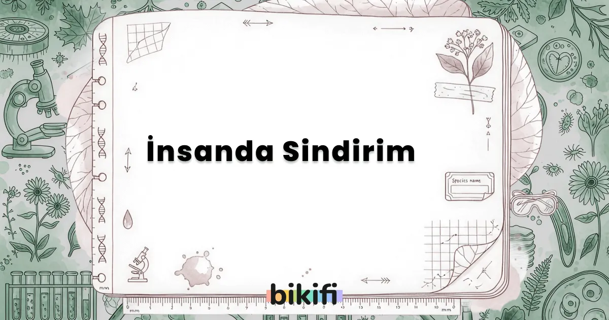 İnsanda Sindirim