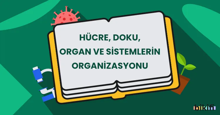 Hücre, Doku, Organ ve Sistemlerin Organizasyonu