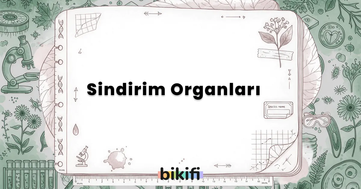Sindirim Organları