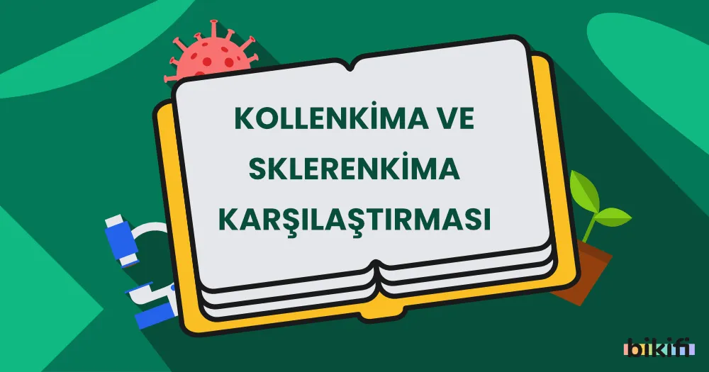 Kollenkima – Sklerenkima Karşılaştırması