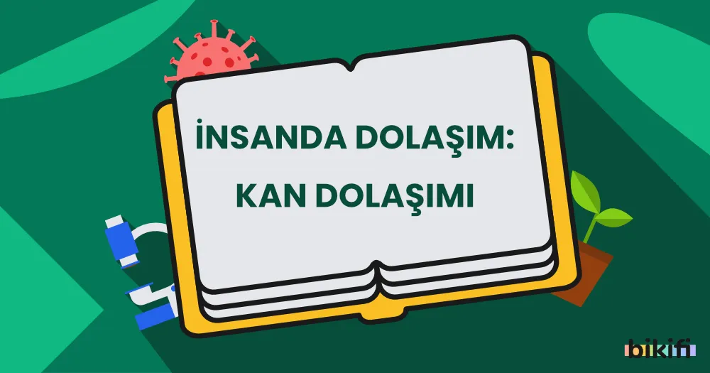 İnsanda Dolaşım: Kan Dolaşımı