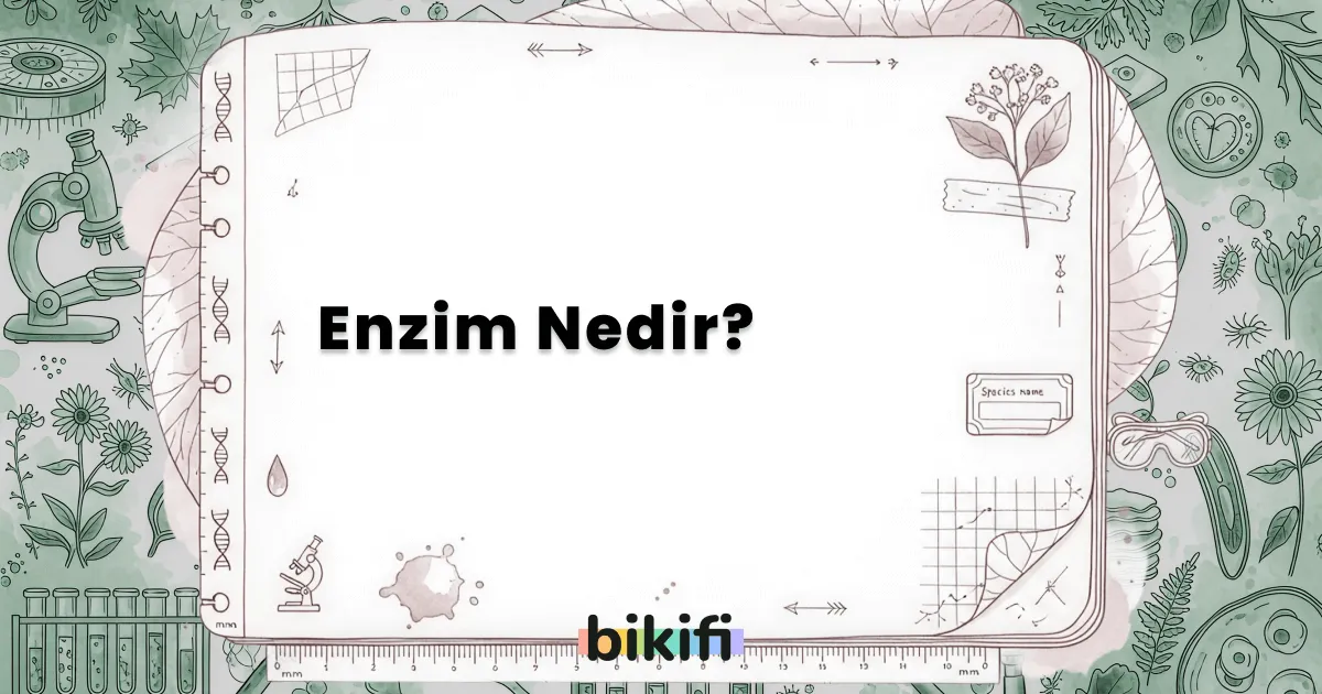 Enzim Nedir?