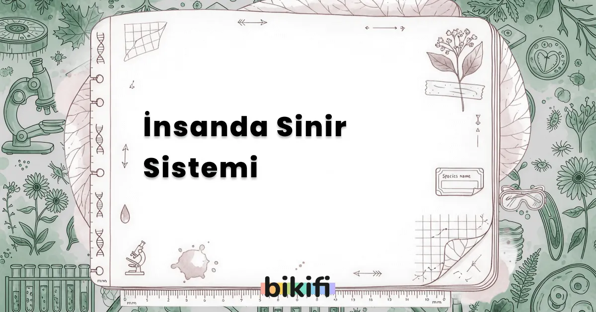 İnsanda Sinir Sistemi
