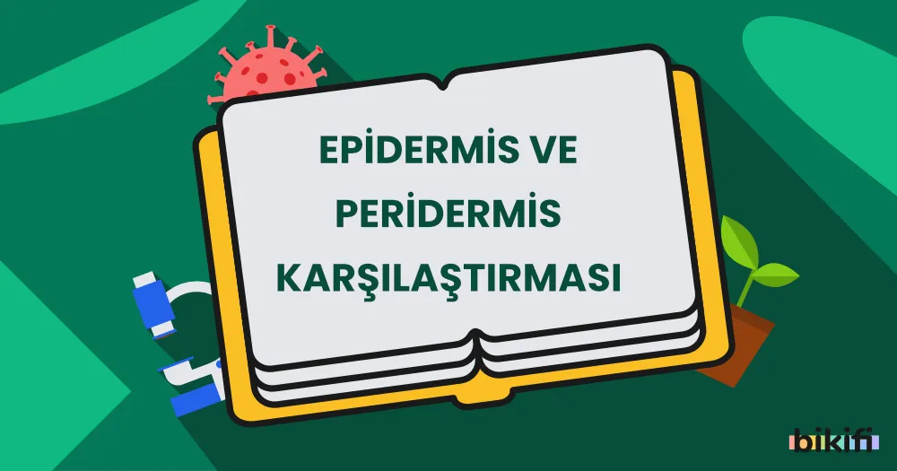 Epidermis ve Peridermis Karşılaştırması