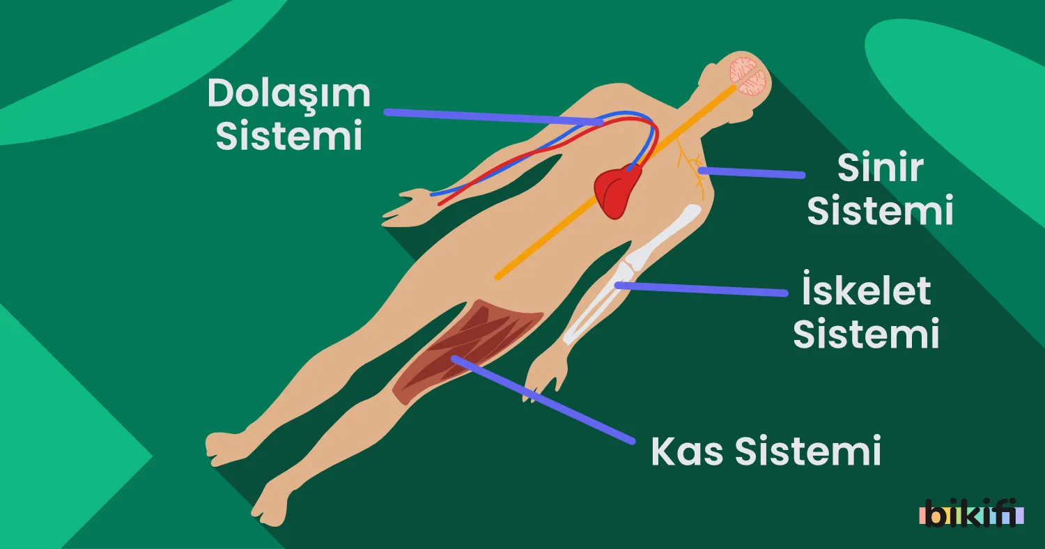 11. Sınıf İnsan Fizyolojisi